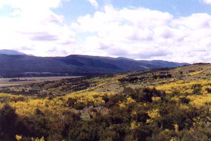 Scottish broom covering a hillside[Canon AE-1] 